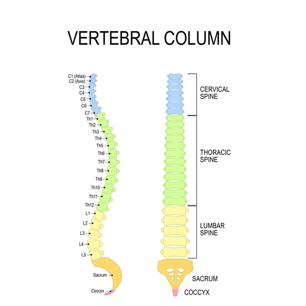 Lumbar Strain: What is a Lumbar Strain?
